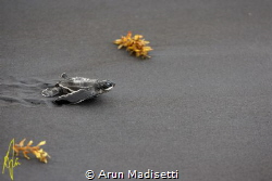 Leatherback hatchling at the start of the long voyage by Arun Madisetti 